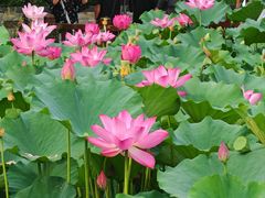 -莲花池公园