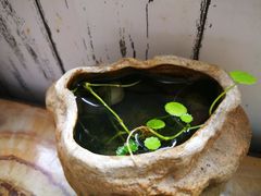 -弘法寺斋菜馆素食