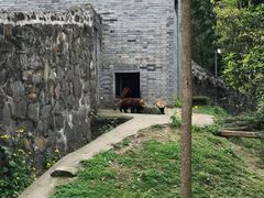 -都江堰中华大熊猫苑