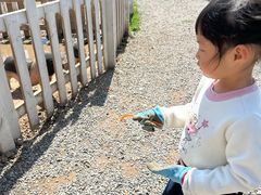 -前小桔亲子创意农场·草莓采摘·露营烧烤