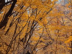 -龙道沟景区
