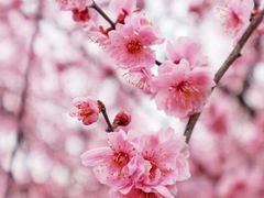 -白塘生态植物园