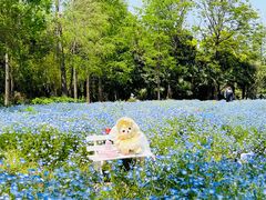 -上海滨江森林公园