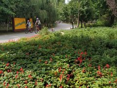 -长白岛森林公园