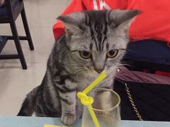 -鼓捣猫呢主题猫咖店