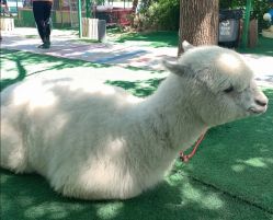 -萌宠亲子动物乐园(槐房万达店)