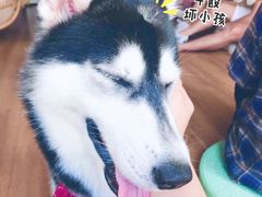 -Husky Go! 哈士奇体验馆·宠物咖啡厅狗咖