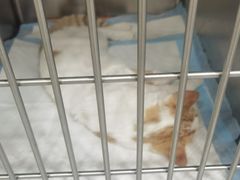 -艾吉宠物医院·疑难杂症转诊中心·猫友好(碧江路院)