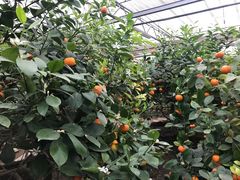 -兰陵国家农业公园