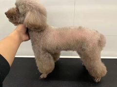 -comecome来吧宠物(奥克斯中心店)