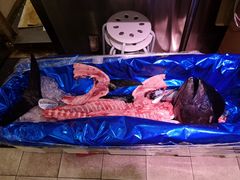 -大起水产回转寿司(道顿堀店)