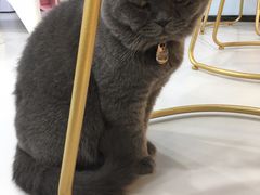 -糯米喵星人·撸猫猫舍咖啡馆(西市场嘉华店)