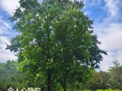 -莲花池公园