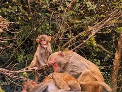 -南湾猴岛+椰田古寨一日游