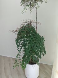 -HEYAN荷妍专业脱毛连锁机构