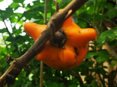 -优游吧斯邹族文化部落