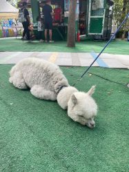 -萌宠亲子动物乐园(槐房万达店)