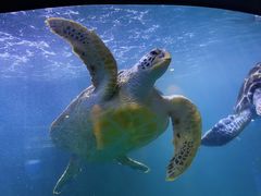 -青岛海底世界-水族馆