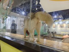-Husky Go! 哈士奇体验馆·宠物咖啡厅狗咖