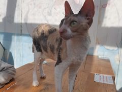 -猫小院猫主题咖啡厅(北锣店)