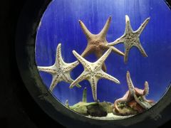 -合肥海洋世界