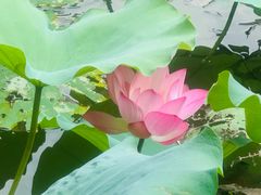 -西树泡芙(珠海华发商都店)