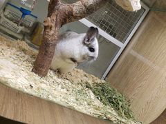 -藦茜花园宠物主题亲子互动体验馆(国顺东路店)