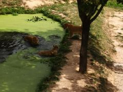 -西霞口神雕山野生动物世界