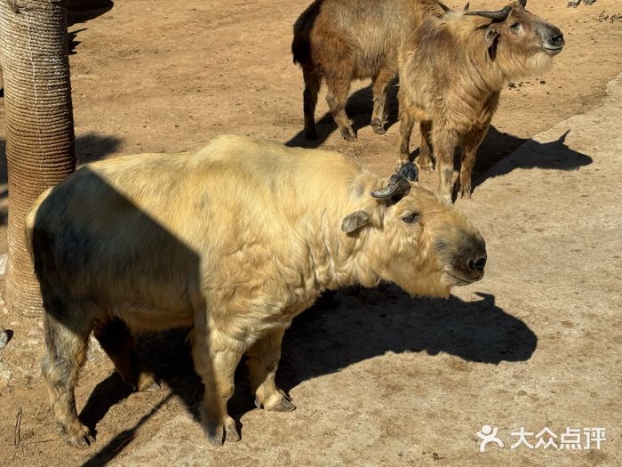 西霞口神雕山野生动物世界图片