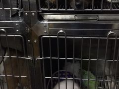 -严国平动物医院(德政总院)