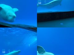 -海合安成都极地海洋公园