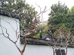 -上海醉白池公园