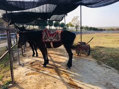 游乐设施-武汉紫薇都市田园