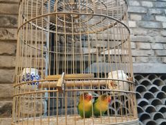 -鱼桥巷·美学川菜