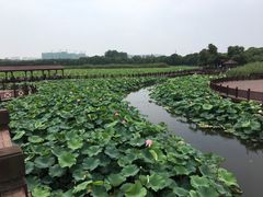-荷塘月色湿地公园·向阳花洲
