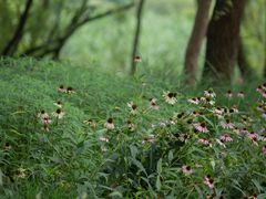 -西湖风景区-江洋畈生态公园