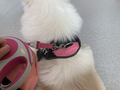 -喜多萌中农锦绣动物医院24H·猫科·牙科MRI·CT
