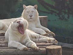 -西霞口神雕山野生动物世界