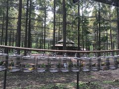 -黄海国家森林公园