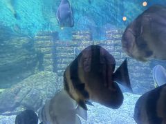 -烟台海昌鲸鲨海洋公园