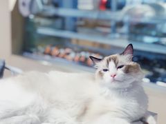 -听TA说宠咖·宠物生活馆(天韵水岸店)