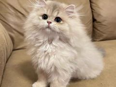 -猫十亿·布偶金渐层·曼基康矮脚猫舍(青年路店)