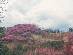 -新建村梅花