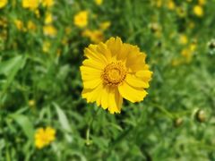 -龙坞茶村