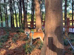 -上海海湾国家森林公园