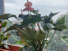 -粤点越有·茶点·粤菜(樵岭国际店)