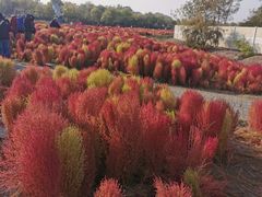 -天津东丽湖风景区