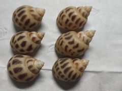花螺-东江海鲜大排档·潮汕菜·砂锅粥