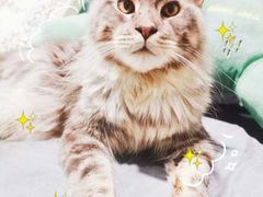 -十年猫舍·猫咪专门店(普陀店)