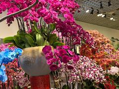 -双季花艺园艺市场(浦东店)